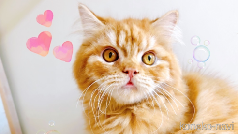 成約済の東京都のミヌエット-68405の1枚目