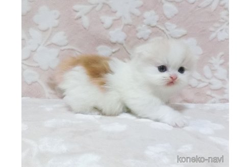 成約済の鹿児島県のスコティッシュフォールド-78083の5枚目