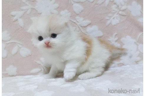 成約済の鹿児島県のスコティッシュフォールド-78083の4枚目