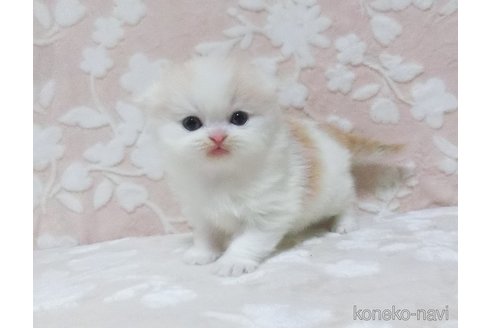成約済の鹿児島県のスコティッシュフォールド-78083の2枚目