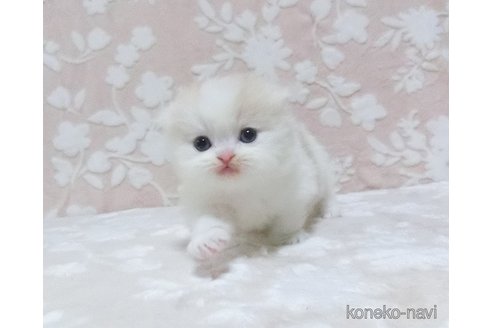 成約済の鹿児島県のスコティッシュフォールド-78083の1枚目