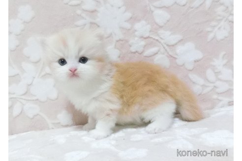 鹿児島県のスコティッシュフォールド｜女の子・2024/03/09生まれ