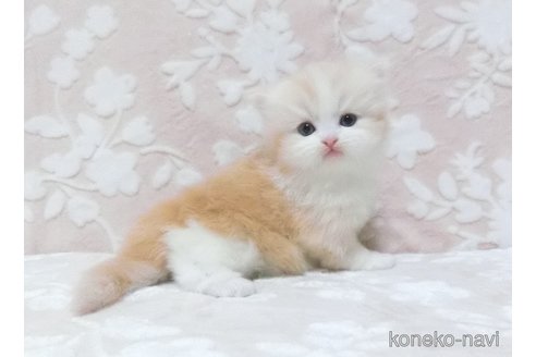 成約済の鹿児島県のスコティッシュフォールド-78082の3枚目