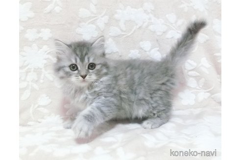 成約済の鹿児島県のスコティッシュフォールド-74755の5枚目