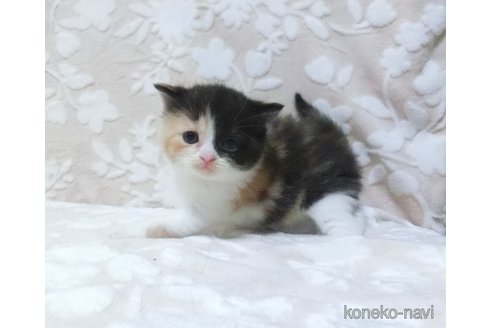 成約済の鹿児島県のスコティッシュフォールド-78925の3枚目