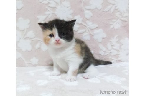成約済の鹿児島県のスコティッシュフォールド-78925の2枚目