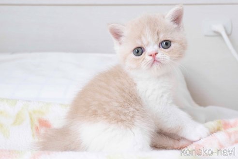 成約済の東京都のエキゾチックショートヘア-77206の9枚目