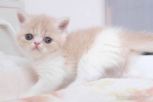 成約済の東京都のエキゾチックショートヘア-77206の7枚目