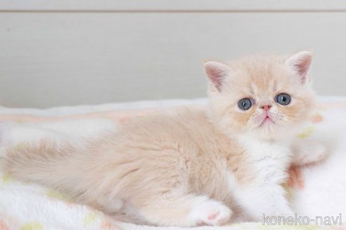 成約済の東京都のエキゾチックショートヘア-77201の8枚目