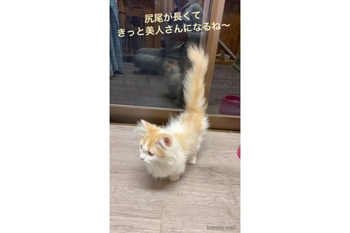 きららちゃん1枚目