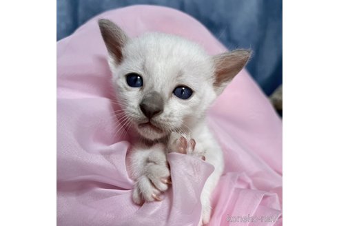 成約済の千葉県のトンキニーズ-78940の1枚目