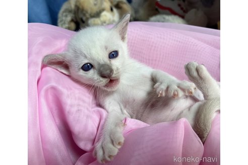 成約済の千葉県のトンキニーズ-78940の5枚目