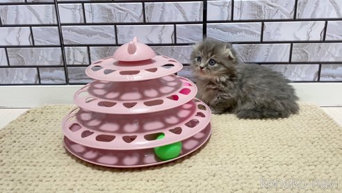 成約済の福岡県のマンチカン(短足)-78952の2枚目