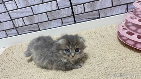 成約済の福岡県のマンチカン(短足)-78952の3枚目