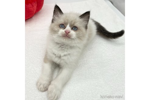 成約済の愛知県のラグドール-78954の4枚目