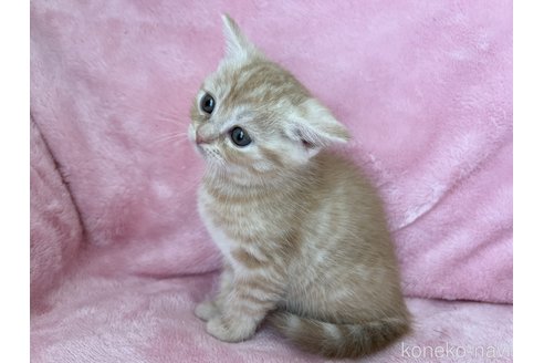 成約済の静岡県のスコティッシュフォールド-76899の3枚目