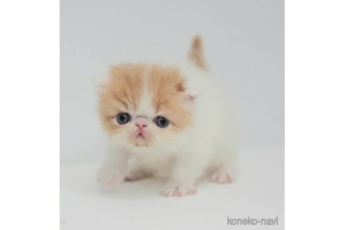 成約済の大阪府のエキゾチックショートヘア-78999の8枚目