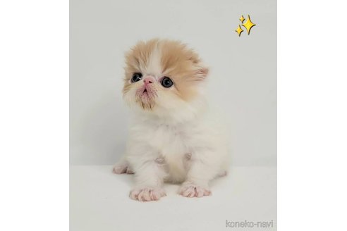 成約済の大阪府のエキゾチックショートヘア-78999の3枚目