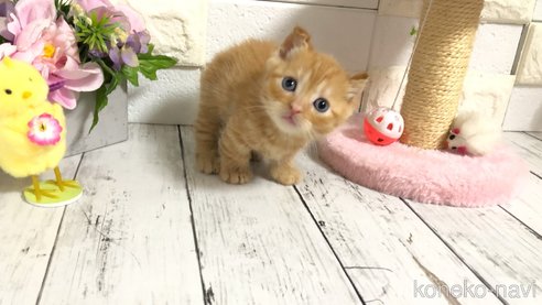 成約済の埼玉県のマンチカン(短足)-77404の12枚目