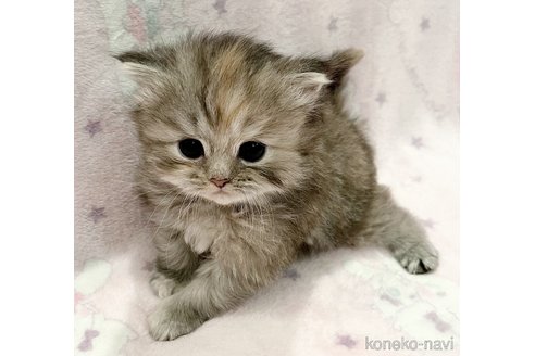 成約済の福島県のミヌエット-79034の3枚目