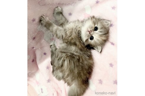 成約済の福島県のミヌエット-79034の4枚目