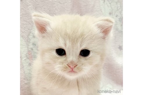 成約済の福島県のミヌエット-79035の3枚目