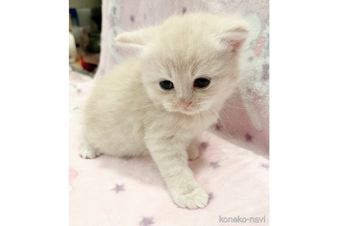 成約済の福島県のミヌエット-79035の4枚目