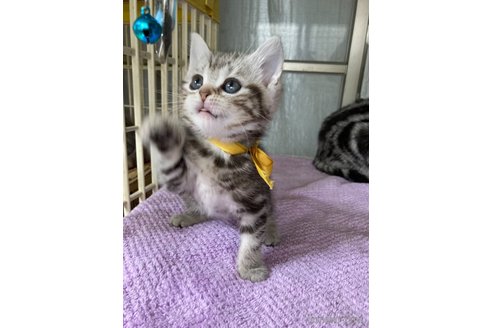 成約済の神奈川県のマンチカン-79039の25枚目