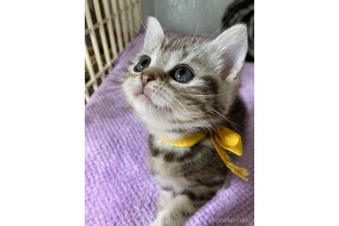 成約済の神奈川県のマンチカン-79039の21枚目