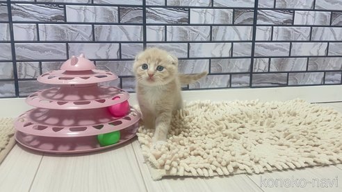 成約済の福岡県のマンチカン-79038の3枚目