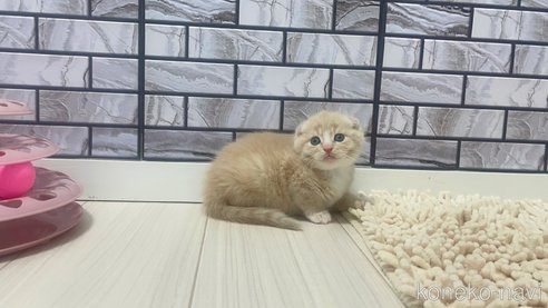 成約済の福岡県のマンチカン-79038の4枚目