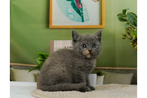 成約済の神奈川県のマンチカン-79061