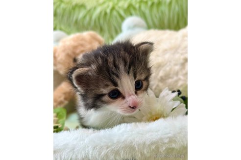 成約済の兵庫県のノルウェージャンフォレストキャット-79068の5枚目