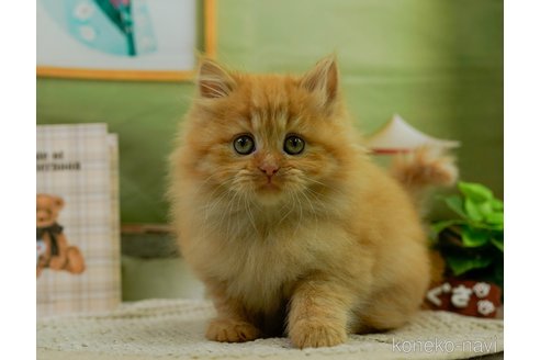 成約済の神奈川県のマンチカン-79073の4枚目