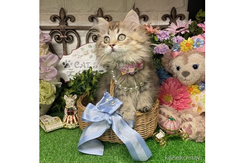 成約済の千葉県のサイベリアン-79077の4枚目