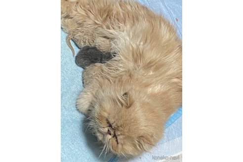 成約済の神奈川県のエキゾチックショートヘア-79085の3枚目