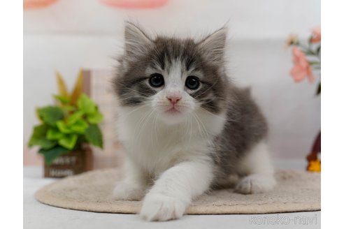 成約済の神奈川県のノルウェージャンフォレストキャット-79084の3枚目