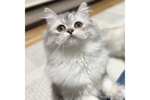 成約済の愛知県のミヌエット-70201の8枚目