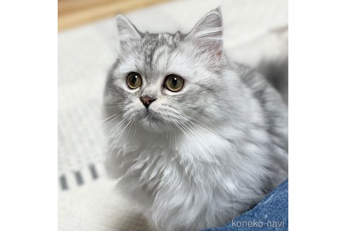 成約済の愛知県のミヌエット-70201の7枚目