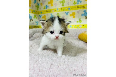 成約済の山形県のサイベリアン-79087の2枚目