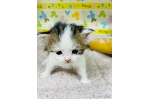 成約済の山形県のサイベリアン-79087の3枚目
