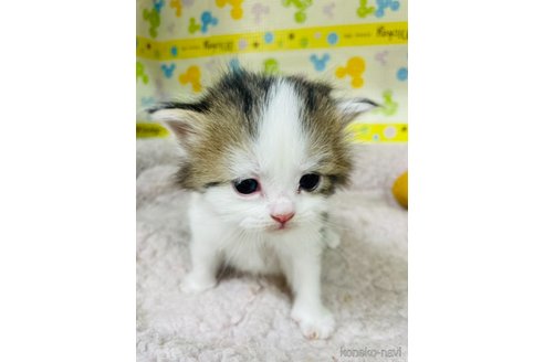 成約済の山形県のサイベリアン-79087の4枚目