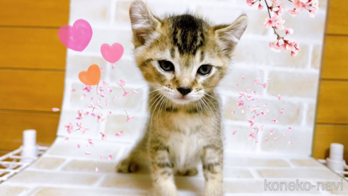 成約済の東京都のアメリカンカール-78348の8枚目