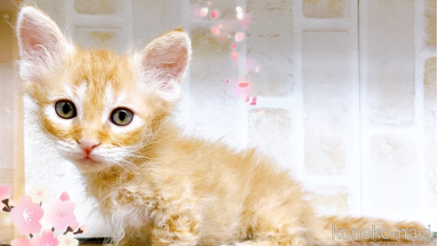 成約済の東京都のスクーカム-76112の24枚目