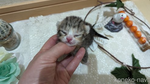 販売中の広島県のその他の猫種-79154の19枚目