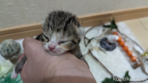 成約済の広島県のその他の猫種-79154の118枚目