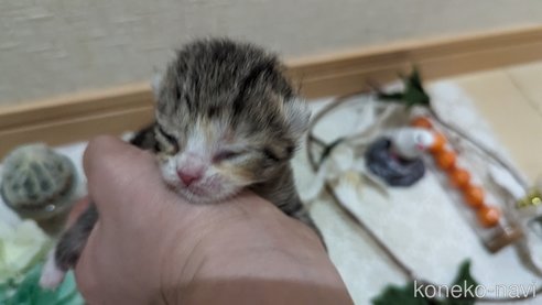 販売中の広島県のその他の猫種-79154の20枚目