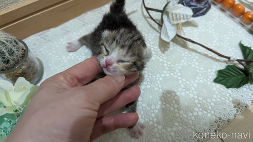 成約済の広島県のその他の猫種-79154の115枚目