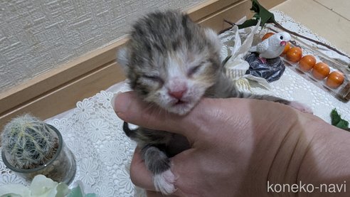 販売中の広島県のその他の猫種-79154の18枚目