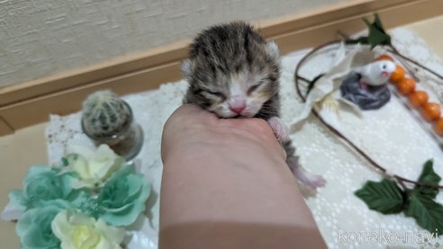 成約済の広島県のその他の猫種-79154の112枚目